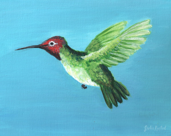 Anna's Hummingbird