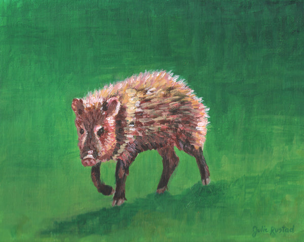 Javelina
