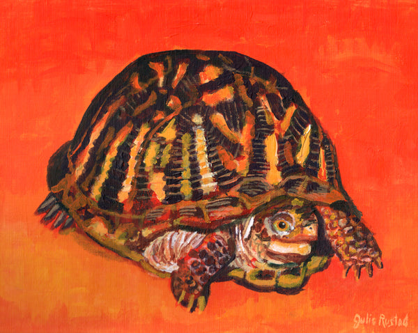 Ornate Box Turtle